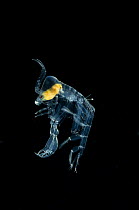 Pram bug amphipod {Phronima sedentaria} female, from the mid-Atlantic ridge, depth 50 - 200m.