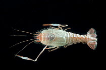 Eryonid shrimp {Polycheles sp} from the mid-Atlantic ridge, depth 2600m