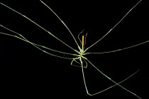 Deep sea Sea spider {Pycnogonida) from Mid-Atlantic Ridge, depth 2600m