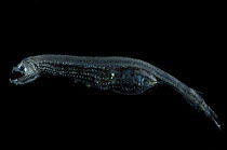 Scaly dragonfish {Stomias boa} having swallowed a Lanternfish {Myctophidae} almost as large as itself, from the Mid-Atlantic Ridge