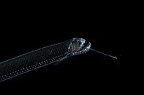 Scaly dragonfish {Stomias boa}, from the Mid-Atlantic Ridge, depth 75-0m