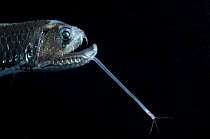 Close up of head of Scaly dragonfish {Stomias boa} showing lure, from the Mid-Atlantic Ridge, depth 75-0m