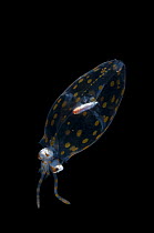 Deep sea Glass squid {Cranchia sp} from Mid-Atlantic Ridge