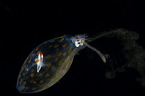 Deep sea Glass squid {Cranchia sp} from Mid-Atlantic Ridge, squirting ink