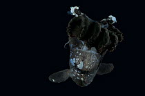 Deep sea squid {Vampyroteuthis sp} from Mid-Atlantic Ridge, caught at night, depth 400 - 500m