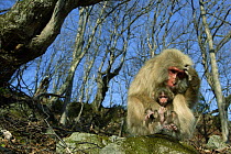 Japanese macaque / Snow monkey {Macaca fuscata} female with two-day-old male baby, Jigokudani, Nagano, Japan