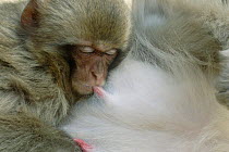 Japanese macaque / Snow monkey {Macaca fuscata} close up of baby suckling from nipple, Jigokudani, Nagano, Japan