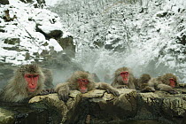 Japanese macaque / Snow monkey {Macaca fuscata} group of monkeys bathing in hot springs, water at 40 degrees, Jigokudani, Nagano, Japan