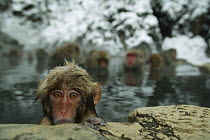 Japanese macaque / Snow monkey {Macaca fuscata} 8-month-old monkey bathing in hot springs, water at 40 degrees, Jigokudani, Nagano, Japan