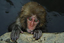 Japanese macaque / Snow monkey {Macaca fuscata} 8-month-old monkey bathing in hot springs, water at 40 degrees, Jigokudani, Nagano, Japan