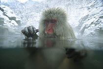 Japanese macaque / Snow monkey {Macaca fuscata} adult female bathing in hot springs tapping the water surface with hand in play, water at 40 degrees, Jigokudani, Nagano, Japan