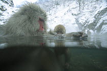 Japanese macaque / Snow monkey {Macaca fuscata} adult female bathing in hot springs, playing with the water in her hands, water at 40 degrees, Jigokudani, Nagano, Japan