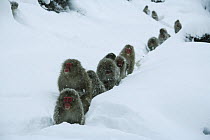 Japanese macaque / Snow monkey {Macaca fuscata} group walking along snow trail in heavy snow, Jigokudani, Nagano, Japan