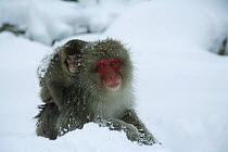 Japanese macaque / Snow monkey {Macaca fuscata} mother carrying 8-month baby through heavy snow, Jigokudani, Nagano, Japan