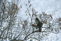 Japanese macaque / Snow monkey {Macaca fuscata} pair mating in tree, Jigokudani, Nagano, Japan