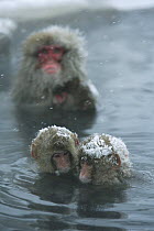 Japanese macaque / Snow monkey {Macaca fuscata} two 8-month-old monkeys bathing in hot springs, water at 40 degrees, Jigokudani, Nagano, Japan