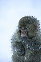 Japanese macaque / Snow monkey {Macaca fuscata} 8-month-old monkey, Jigokudani, Nagano, Japan