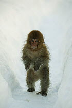 Japanese macaque / Snow monkey {Macaca fuscata} 8-month-old monkey walking through thick snow on hind legs to keep hands warmer, Jigokudani, Nagano, Japan