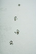 Japanese macaque / Snow monkey {Macaca fuscata} footrprints in the snow, Jigokudani, Nagano, Japan