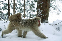Japanese macaque / Snow monkey {Macaca fuscata} male walking though snow carrying baby on back, Jigokudani, Nagano, Japan