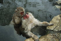 Japanese macaque / Snow monkey {Macaca fuscata} two monkeys grooming in hot springs, Jigokudani, Nagano, Japan