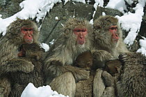 Japanese macaque / Snow monkey {Macaca fuscata} three monkeys basking in the winter sunshine, Jigokudani, Nagano, Japan