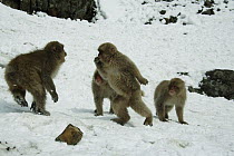 Japanese macaque / Snow monkey {Macaca fuscata} two-year-old monkeys play in the snow, Jigokudani, Nagano, Japan