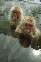 Japanese macaque / Snow monkey {Macaca fuscata} two monkeys bathing in hot springs, water at 40 degrees, Jigokudani, Nagano, Japan