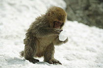 Japanese macaque / Snow monkey {Macaca fuscata} 8-month-old monkey playing with a ball of snow, Jigokudani, Nagano, Japan