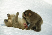 Japanese macaque / Snow monkey {Macaca fuscata} 8-month-old monkeys playing in the snow, Jigokudani, Nagano, Japan