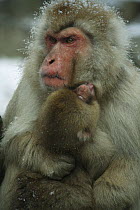 Japanese macaque / Snow monkey {Macaca fuscata} male caring for 8-month-old young, Jigokudani, Nagano, Japan