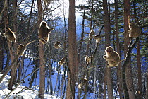 Japanese macaque / Snow monkey {Macaca fuscata} young monkeys playing in the sunshine in the trees, Jigokudani, Nagano, Japan