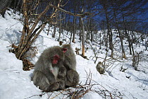 Japanese macaque / Snow monkey {Macaca fuscata} monkeys basking in the winter sunshine, Jigokudani, Nagano, Japan