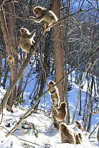 Japanese macaque / Snow monkey {Macaca fuscata} young monkeys playing in the sunshine in the trees, Jigokudani, Nagano, Japan
