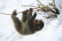 Japanese macaque / Snow monkey {Macaca fuscata} 10-month-old monkey hanging upside-down from branch, Jigokudani, Nagano, Japan