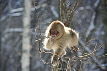 Japanese macaque / Snow monkey {Macaca fuscata} young monkey feeding on tree bud, Jigokudani, Nagano, Japan