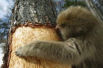 Japanese macaque / Snow monkey {Macaca fuscata} monkey feeding on the bark of a pine tree in winter, Jigokudani, Nagano, Japan
