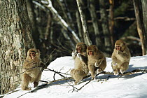 Japanese macaque / Snow monkey {Macaca fuscata} four young monkeys playing in the sunshine, Jigokudani, Nagano, Japan