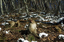 Japanese macaque / Snow monkey {Macaca fuscata} monkeys bask in the sunshine and search for food in the woodland amongst melting snow in spring, Jigokudani, Nagano, Japan