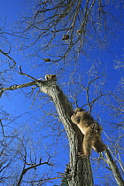 Japanese macaque / Snow monkey {Macaca fuscata} 10-month-old monkey climbing trees, Jigokudani, Nagano, Japan