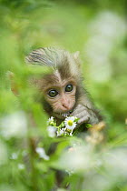 Japanese macaque / Snow monkey {Macaca fuscata} two-month-old baby feeding on flower in summer, Jigokudani, Nagano, Japan