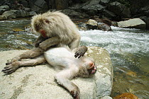 Japanese macaque / Snow monkey {Macaca fuscata} monkeys grooming beside river on hot day in summer, Jigokudani, Nagano, Japan