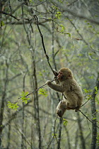Japanese macaque / Snow monkey {Macaca fuscata} young monkey climbs tree to feed on sprouting leaves in spring, Jigokudani, Nagano, Japan