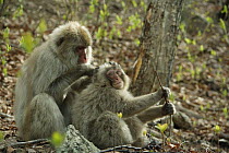 Japanese macaque / Snow monkey {Macaca fuscata} monkeys grooming in spring, Jigokudani, Nagano, Japan