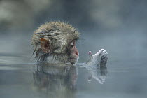 Japanese macaque / Snow monkey {Macaca fuscata} 7-month-old monkey bathing in hot springs, examining its hands, water at 40 degrees, Jigokudani, Nagano, Japan