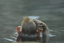 Japanese macaque / Snow monkey {Macaca fuscata} 7-month-old monkey bathing in hot springs, scratching its head, water at 40 degrees, Jigokudani, Nagano, Japan
