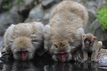 Japanese macaque / Snow monkey {Macaca fuscata} adult monkeys and young drinking from hot springs, water at 40 degrees, Jigokudani, Nagano, Japan