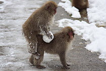 Japanese macaque / Snow monkey {Macaca fuscata} playing with snowball and play mounting another monkey, Jigokudani, Nagano, Japan