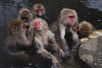 Japanese macaque / Snow monkey {Macaca fuscata} monkeys bathing in hot springs, some grooming, water at 40 degrees, Jigokudani, Nagano, Japan