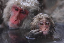 Japanese macaque / Snow monkey {Macaca fuscata} adult and baby monkey bathing in hot springs, water at 40 degrees, Jigokudani, Nagano, Japan